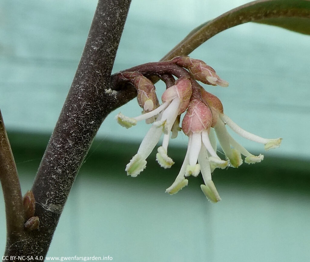 Focus on a single cluster of flowers on a dark purple stem. This was taken on a cloudy day so the stems look more purple. This photo clearly shows the pinkish-red flower petals, but it's the white stamens that stick well out of them that constitutes the 'flower'.