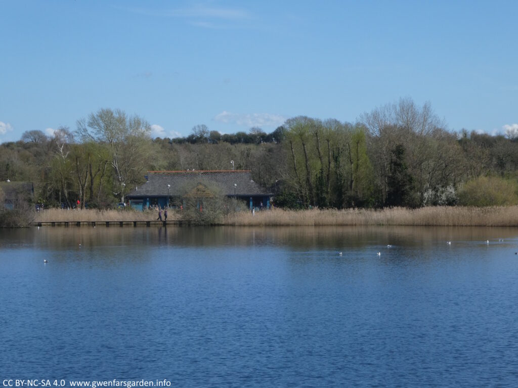 An overview of the lake looking across the water to the lakeside cafe. Some trees are just coming into leaf and are bright green, others yet to do so. The sky is blue and it looks like a beautiful Spring day.