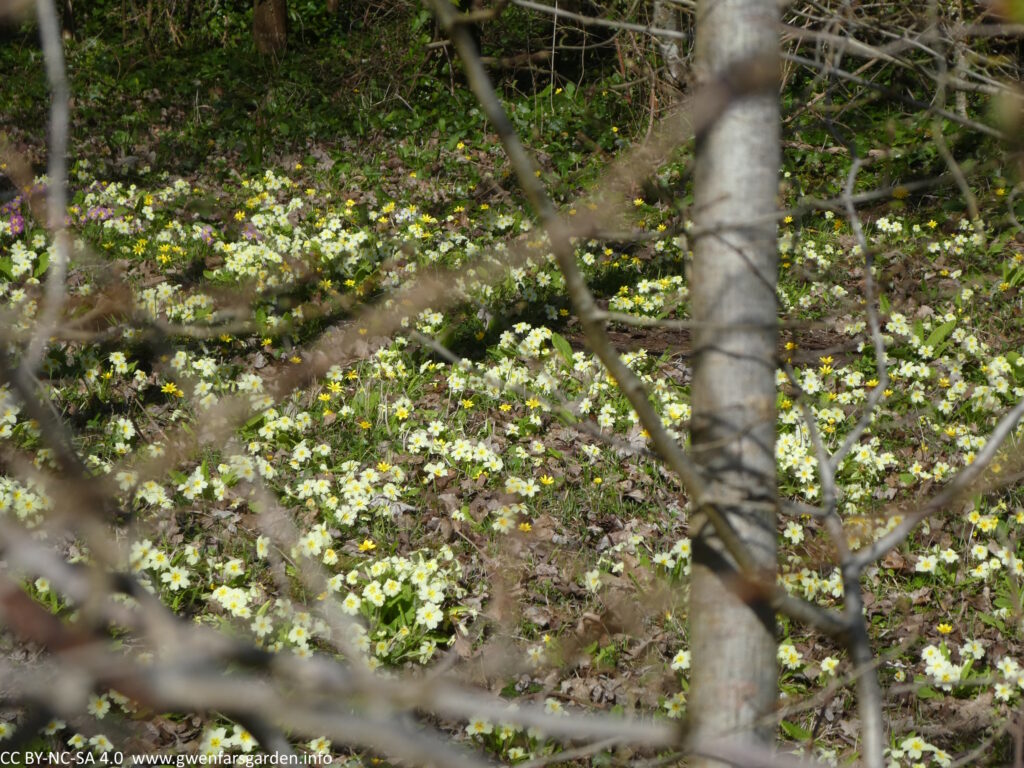 A patch of Primula vulgaris, common Primrose. They are small pale yellow flowers with a darker yellow centre and sit close to the ground amongst the dead leaves of last season.