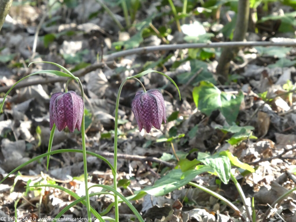 Two Snakes Head Fritillaries, which are purple-pink flowers with a checkerboard pattern.