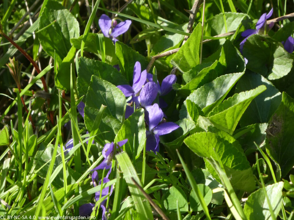 Some purple violets, though the flowers are trying to hide in amongst it's green foliage.