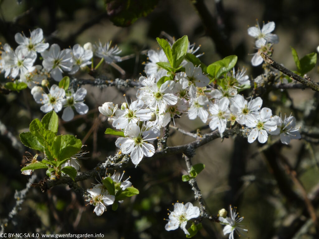A collection of white Blackthorn blossoms with some green foliage just starting to emerge.