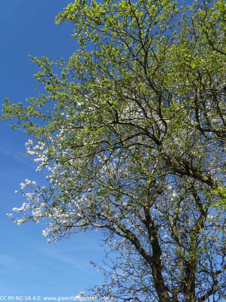 Two trees that are so closely entwined that you would think they are the same tree. However, the one further back is covered in white flowers and is the Blackthorn, whilst the one more forward is covered in young green leaves, and is the Hawthorn. The Blackthorn flowers first, with no leaves on it's branches, whereas the Hawthorn goes into leaf first, and only then does it's white flowers emerge.