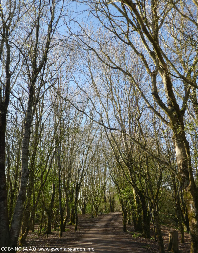 A path through a wood with blue sky poking through. The trees still don't have many leaves out yet, but some on the lower branches have just come out and are bright green.