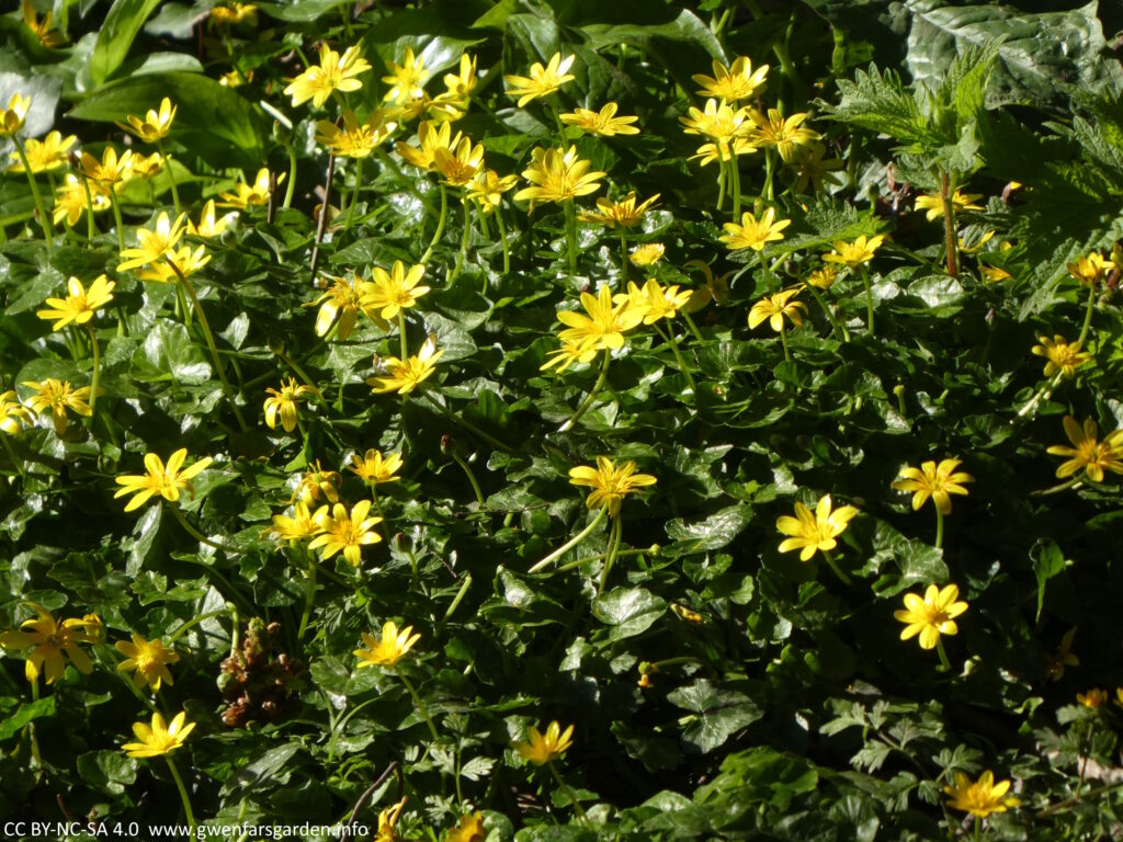 A patch of Celandine flowers, which are very bright yellow with deep lush green foliage.