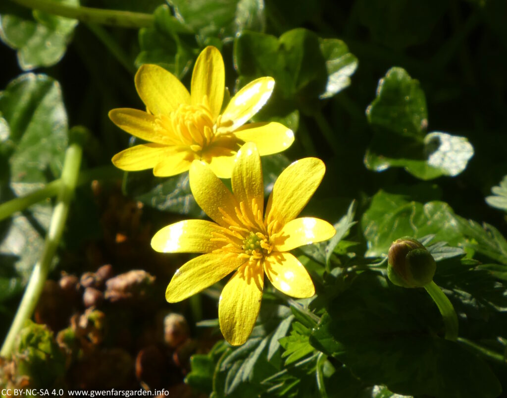 Close up focus of two yellow flowers. The sun is shining so brightly on the petals that some parts look white. The flowers are surrounded by lush green foliage.
