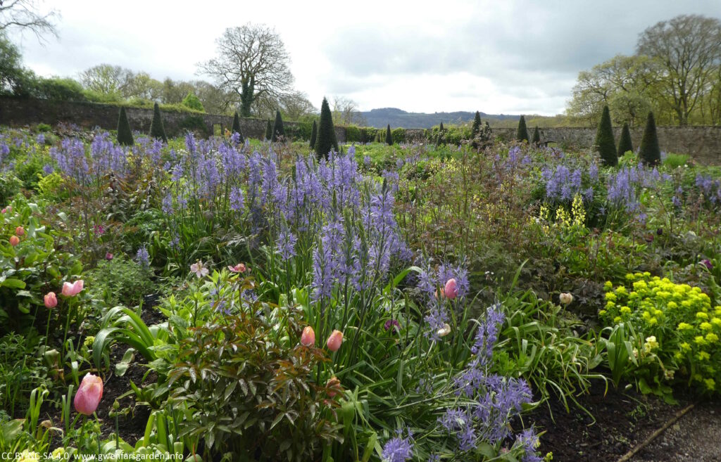 An overview of the Upper Walled Garden, with a mix of blue, pink and yellow flowers, some conical shaped yew trees, and surrounded by a stone wall.