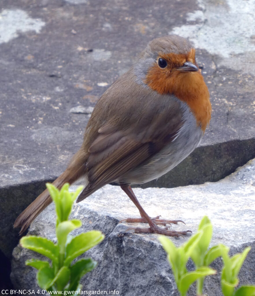 A red breasted robin standing on stone looking at the camera.