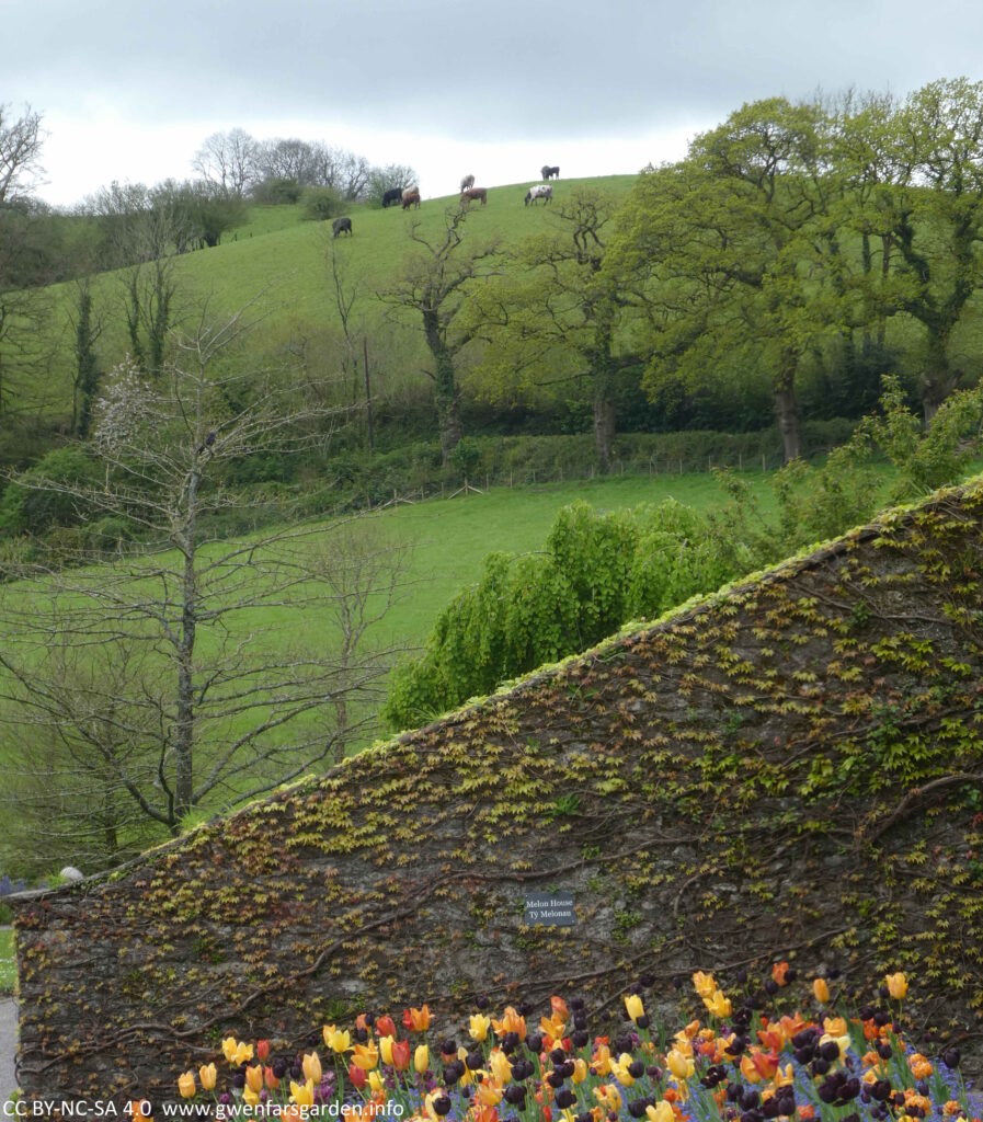 In the foreground are dark purple, yellow and orange tulips and a stone wall. In the distance is a hill with cows on it. Even though they are far away, the perspective is weird and makes them look like very large cows!