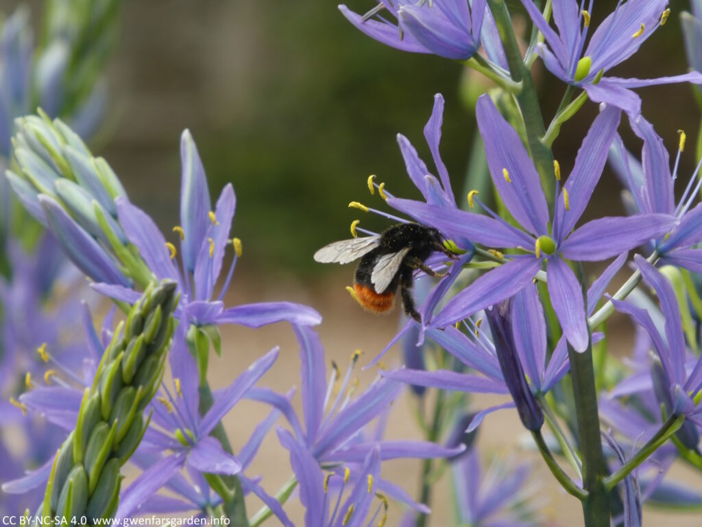 Blue Camassia flowers with a red tailed bumblebee supping on some of the nectar.