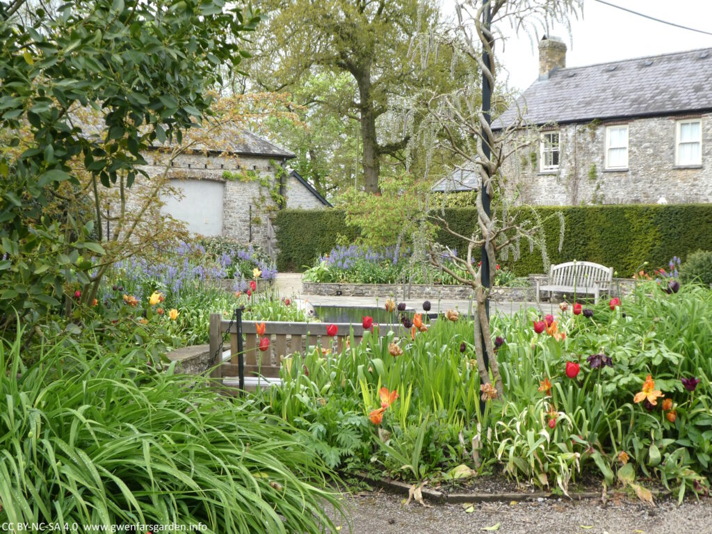 A peek into the Sunken Garden. You can see a Wisteria climbing up a pole and the flowers are getting close to coming out. Underplanted with Tulips, and other trees and blue Camassias in the distance.