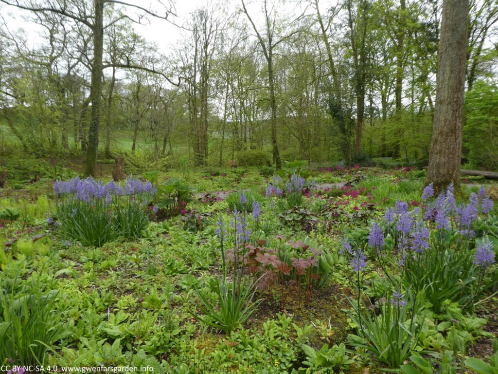 And overview of the Woodland garden, with blue and pink flowers and lots of lush green growth.