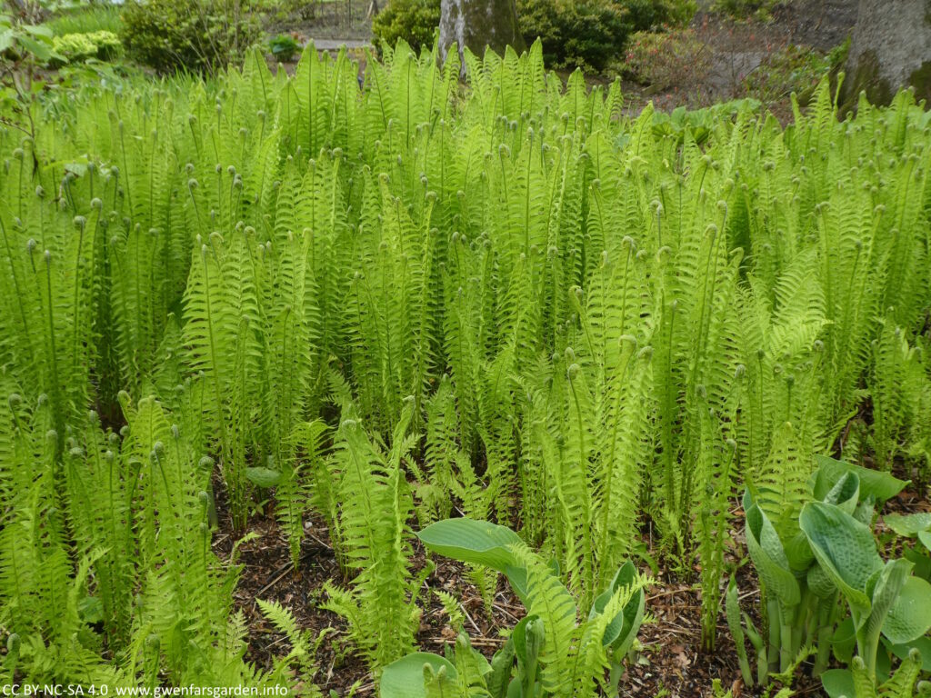 Bright green new growth of ferns that have almost unfolded.