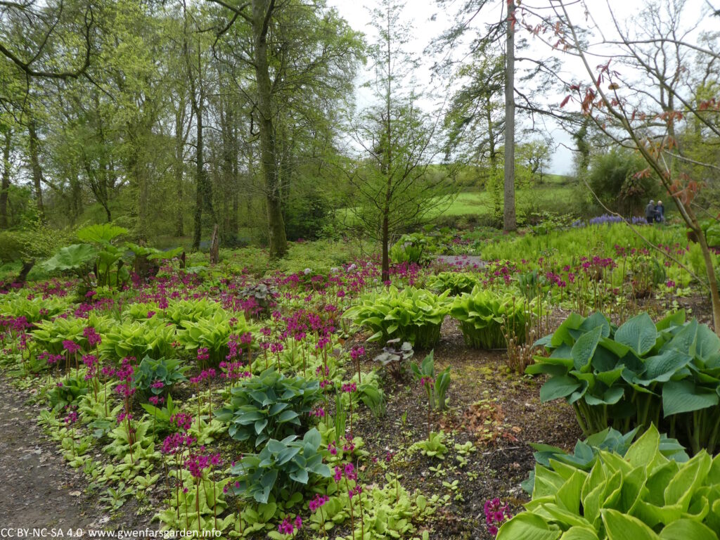 In the Woodland Garden. Lots of leafy hostas in different colours of green, intermingled with pink Candelabra Primulas.