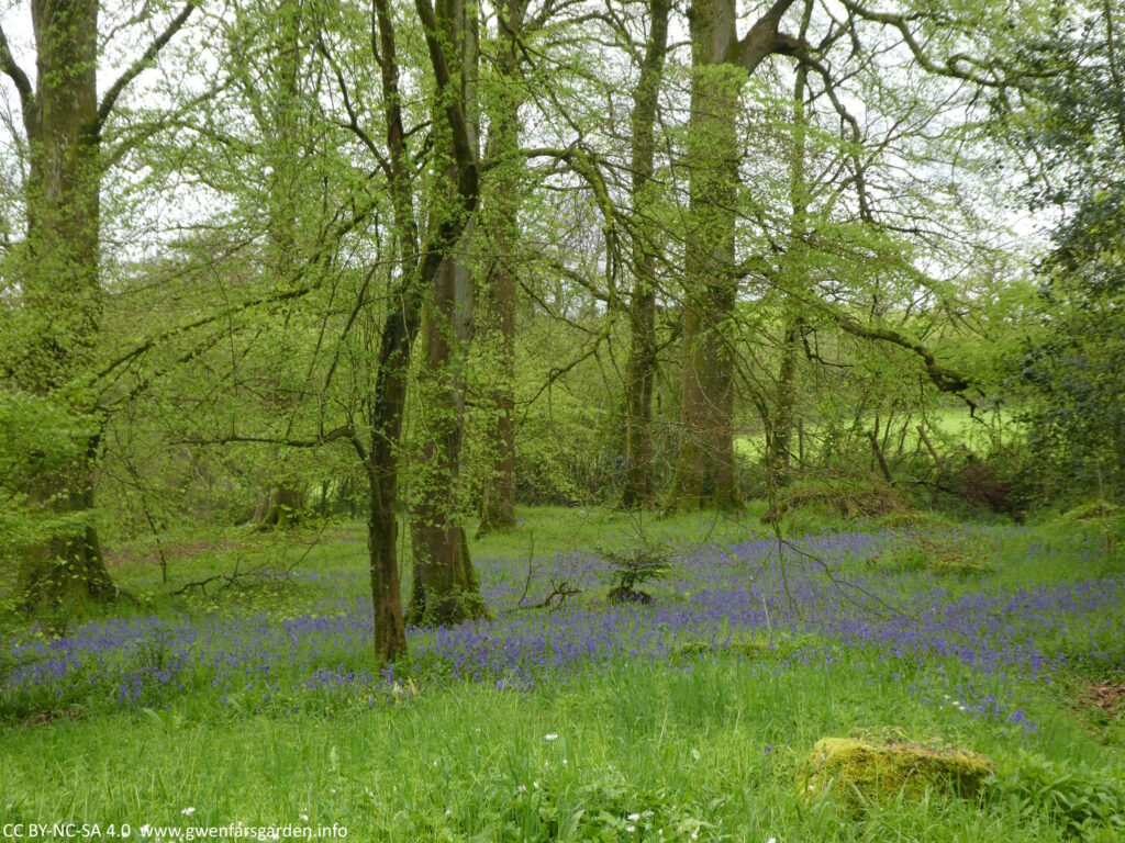 Part of the bluebell wood, with bluebells near the ground level, and the lush new growth of green beech tree leaves.