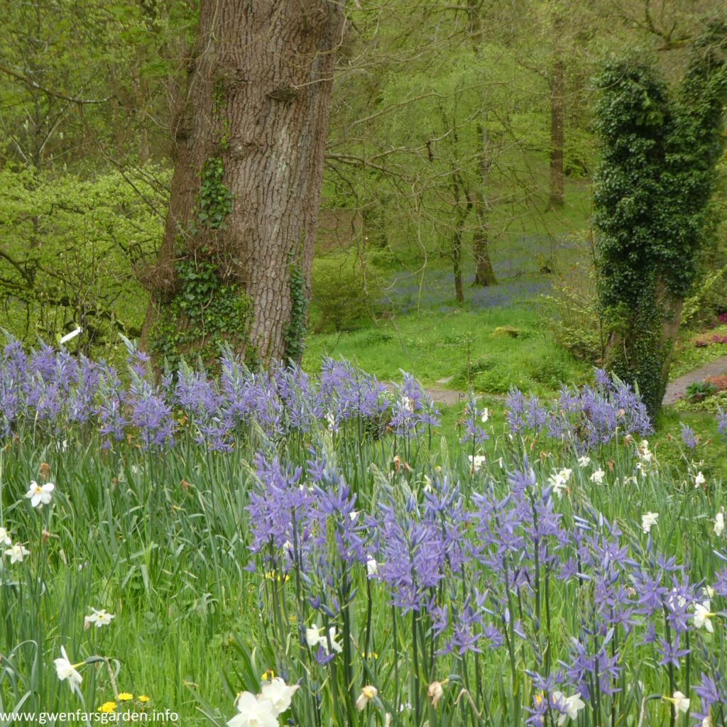Blue Camassias in the foreground, and in the distance you can see a hint of the bluebell wood. There is lots of lush green growth and it all looks very vibrant.
