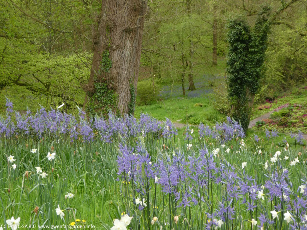 Blue Camassias in the foreground, and in the distance you can see a hint of the bluebell wood. There is lots of lush green growth and it all looks very vibrant.