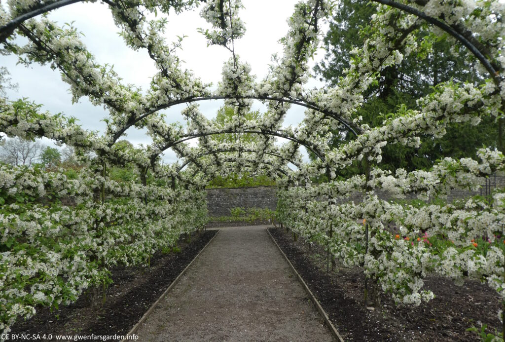 A fruit tree tunnel in full bloom with thousands of white flowers.