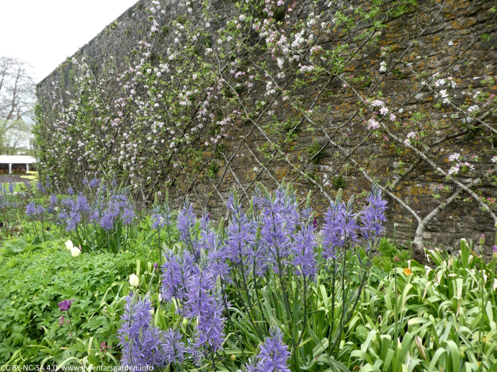 Fruit trees trained on a stone wall, cris-crossing each other so that you see 'diamond' shapes from the branches. In the foreground are blue Camassia flowers.