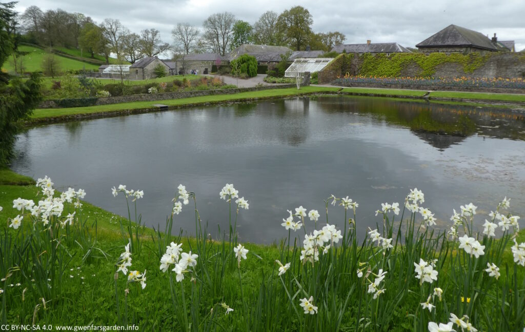 Looking over the Pool Garden. There are white daffidols in the foreground, then the pond, then a border with brightly coloured tulips, a greenhouse, and stone buildings.