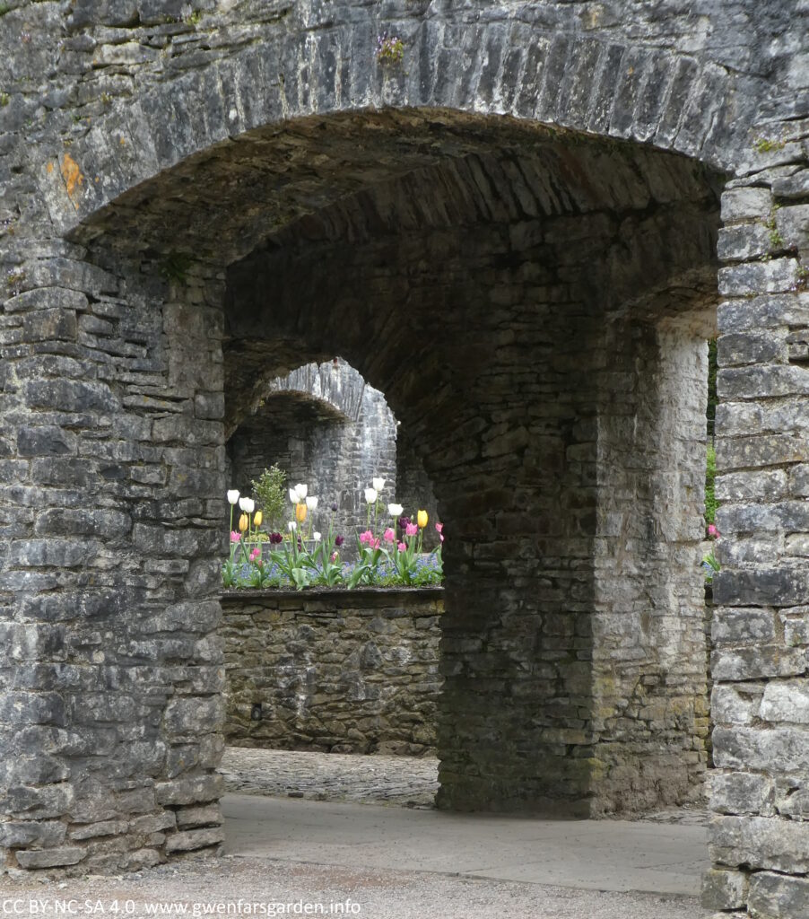 Peeking through the undercroft to some white, pink, purple and yellow tulips.