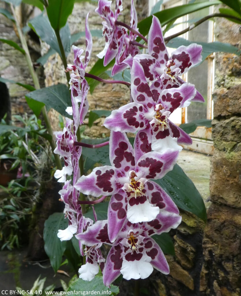 An purple and pink mottled orchid in the Ninefarium.