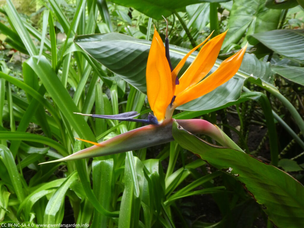 A bird of paradise plant, Streletzia. It has bright orange petals that stick up, and then a pointed green and purple part of the stem that is horizontal to the petals. It is surrounded by lush green foliage.