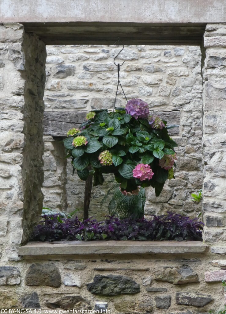 A hanging basket with hydrangeas handing down from the top of a stone window.