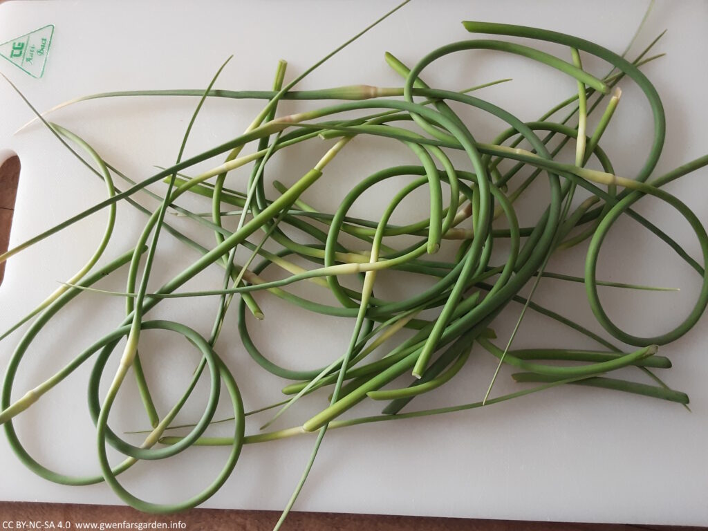 A bunch of green garlic scapes on a white cutting board. They are kind of like chives, only much thicker.