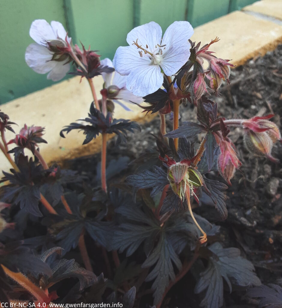 A white flower broken up with lilac veining, sitting above dark aubergine-purple, almost black looking foliage. The foliage is soft to touch and you want to stroke it.