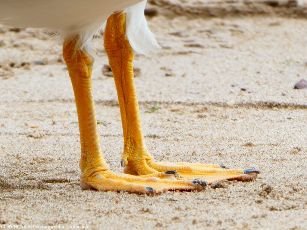 Seagull feet. They are a golden yellow, with black claw nails at each tip, and they are standing on the sand.
