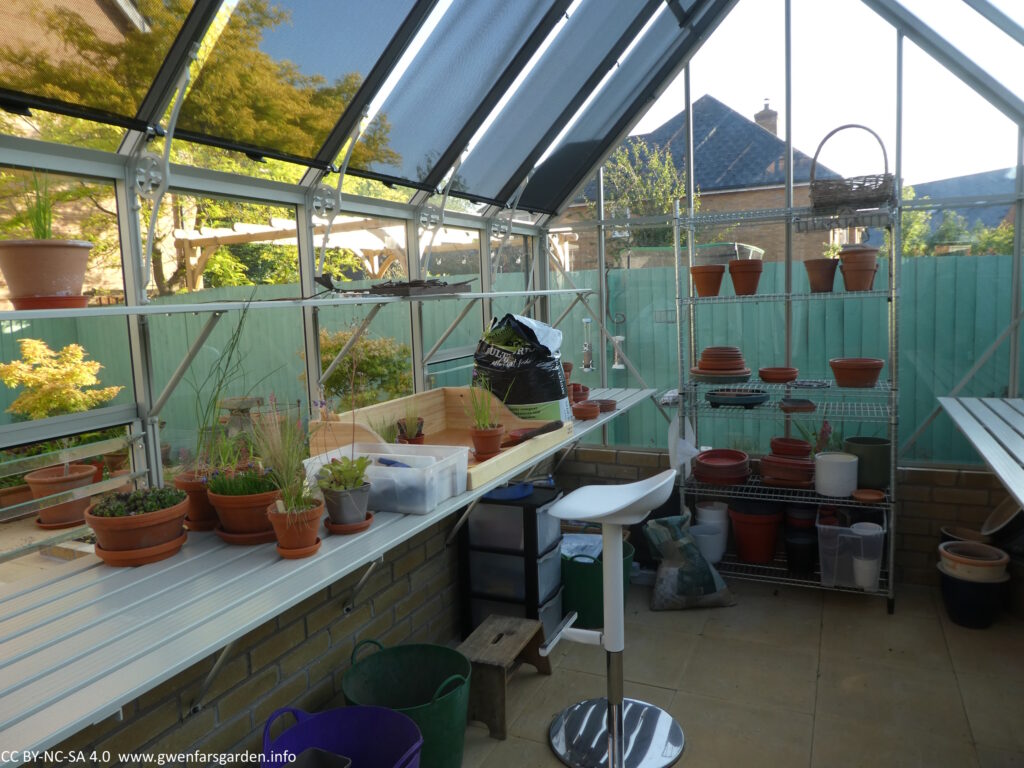 Inside the greenhouse on the left side. There is a bar stool sat in front of the wooden potting tray, with small plants in terracotta pots on and next to it. Steel shelving holds empty pots and trays. The black blinds are down on the left side of the roof which help reflect the sun and stop the greenhouse getting quite so hot during the day.