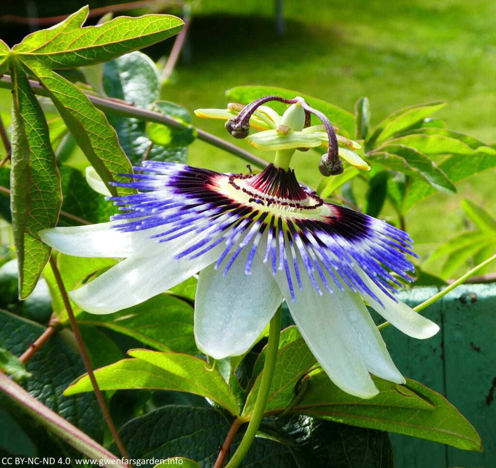 A large flower, the size of your hand span, looking up, and in the sun. The outer petals are white, and then it has lots of purple and blue coronal filaments that really add the wow factor. It then has yellow-green stamens, then purplish dotted small stems leading to the three dark yellow pistol that have separated out.