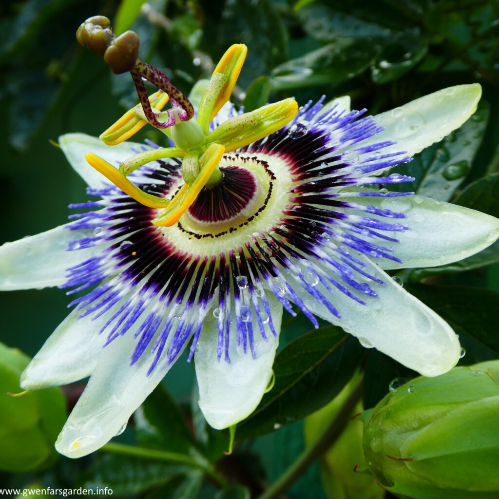 A large flower, the size of your hand span, facing towards the left. The outer petals are white, and then it has lots of purple and blue coronal filaments that really add the wow factor. It then has yellow-green stamens, then purplish dotted small stems leading to the two dark yellow pistols that meet at the top. You can see raindrops have collected amongst the filaments.