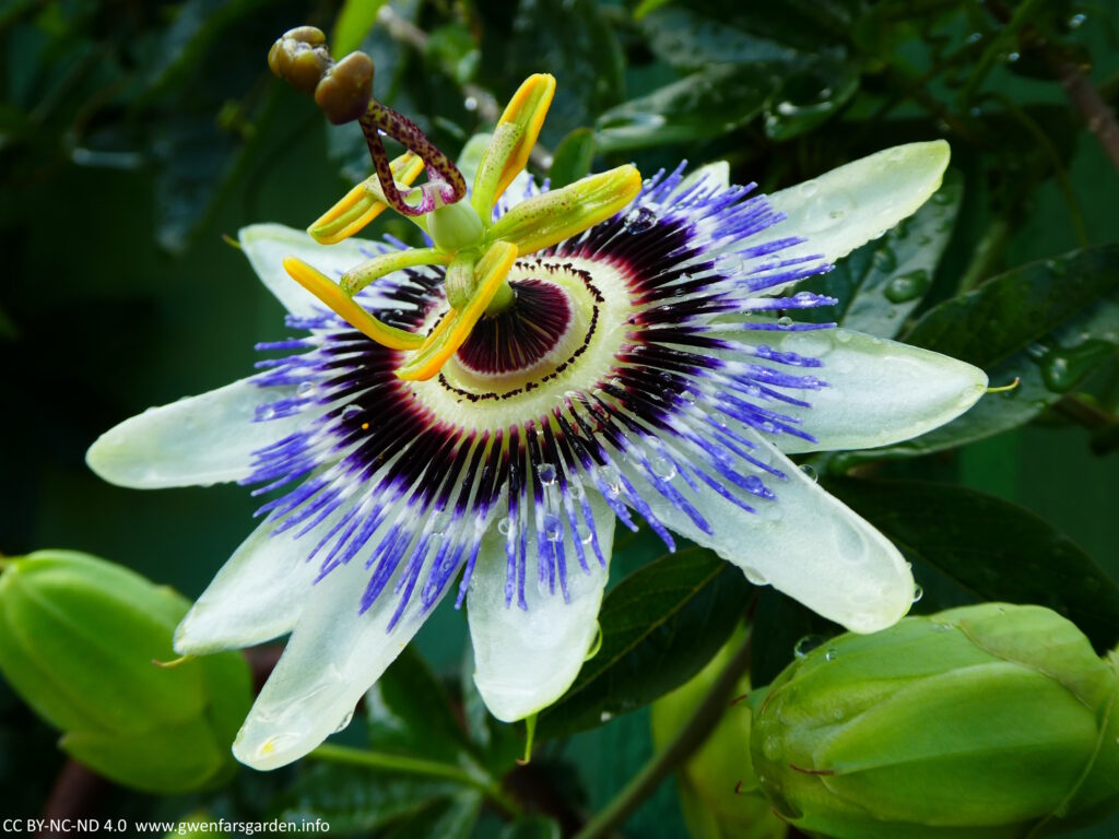 A large flower, the size of your hand span, facing towards the left. The outer petals are white, and then it has lots of purple and blue coronal filaments that really add the wow factor. It then has yellow-green stamens, then purplish dotted small stems leading to the two dark yellow pistols that meet at the top. You can see raindrops have collected amongst the filaments.