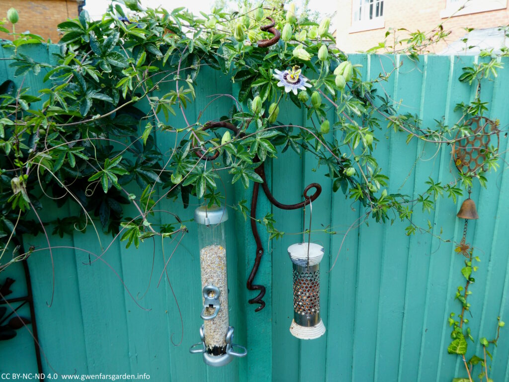 A green fence showing the plant coming over from the neighbour's place, and threading it's way through a bird feeder. You can see lots of green foliage, lots of unopened flowers, and one single opened flower.