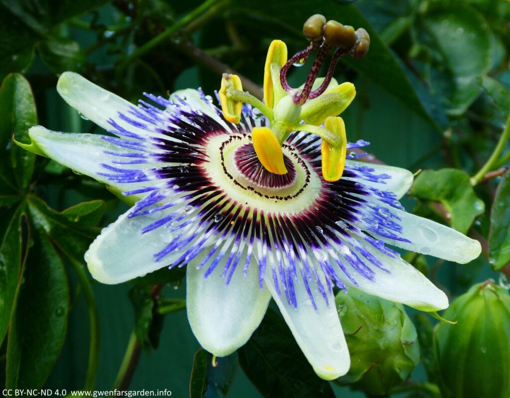 A large flower, the size of your hand span, facing towards the right. The outer petals are white, and then it has lots of purple and blue coronal filaments that really add the wow factor. It then has yellow-green stamens, then purplish dotted small stems leading to the three dark yellow pistols meeting in the middle.