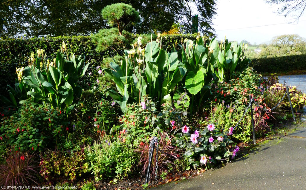 Looking lush, some large canna's, with foliage that looks kind of like banana leaves, with some pink dahlia's in front.