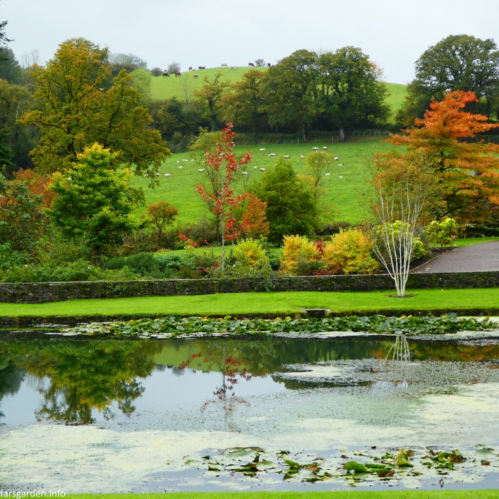 A large pond with lily pads sitting on the surface. Behind are lots of trees changing colours, some really bright oranges and reds. Further back are fields with sheep, and even further, cows on a hill - looking surprisingly large given how far away they are (that's the weird perception thing).