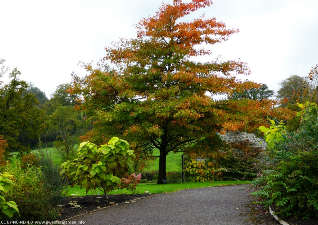 A large tree turning various shades of orange and looking bright and cheerful against the dull blue sky.