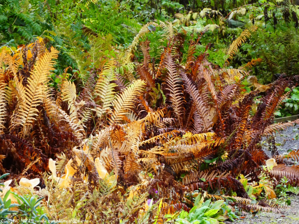 A clump of ferns that are dying back, some are light yellow, others are orange and some going quite brown.