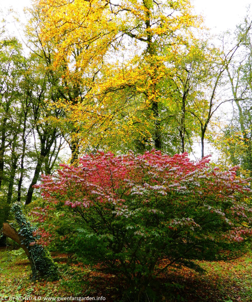 Several trees turning different shades of yellow, orange, red and red-pink. Looks cheery and autumnal.