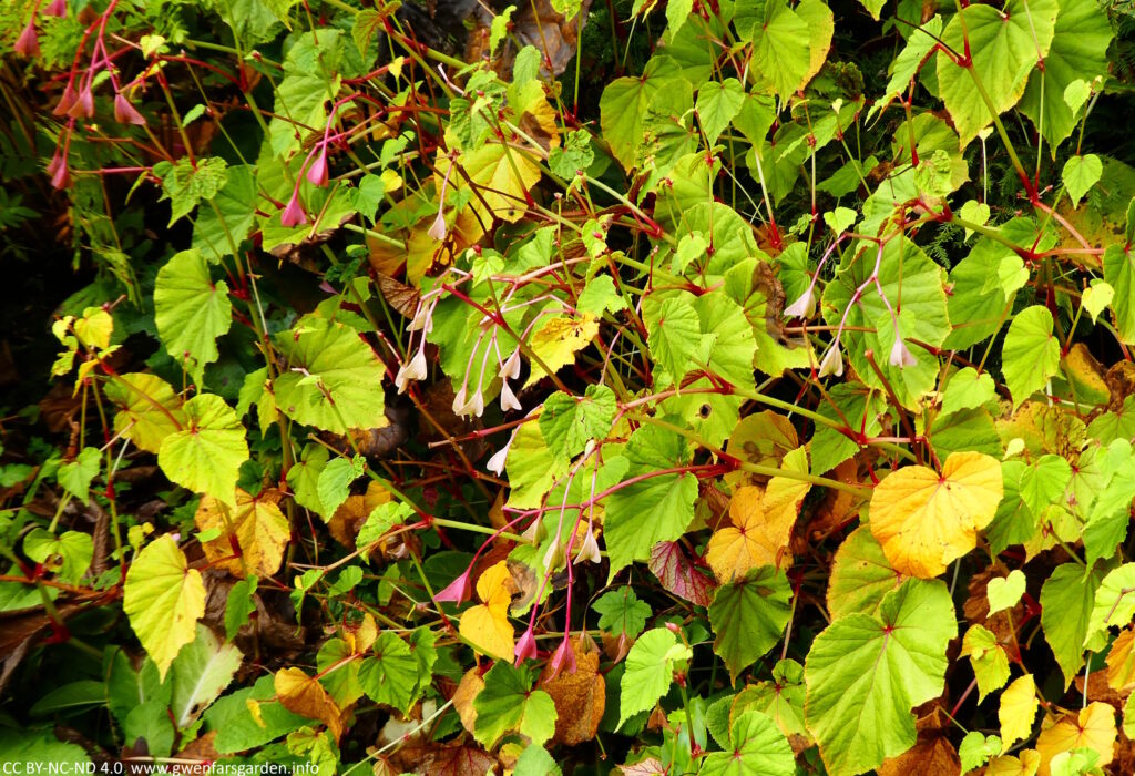 A photo of the whole plant with the pink bract flowers, all in different stages of flowering, with some bright pink and others almost faded to white. Sitting amongst lime-green leaves that are changing to yellow.