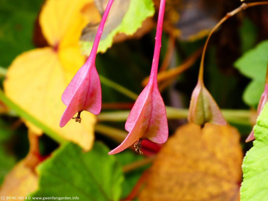 Pink bract flowers with green, yellow and orange leaves behind them.