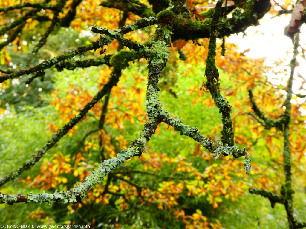 A twisted branch with lots of green lichen covering it. Behind it, are the blurred oranges of a tree changing colour.