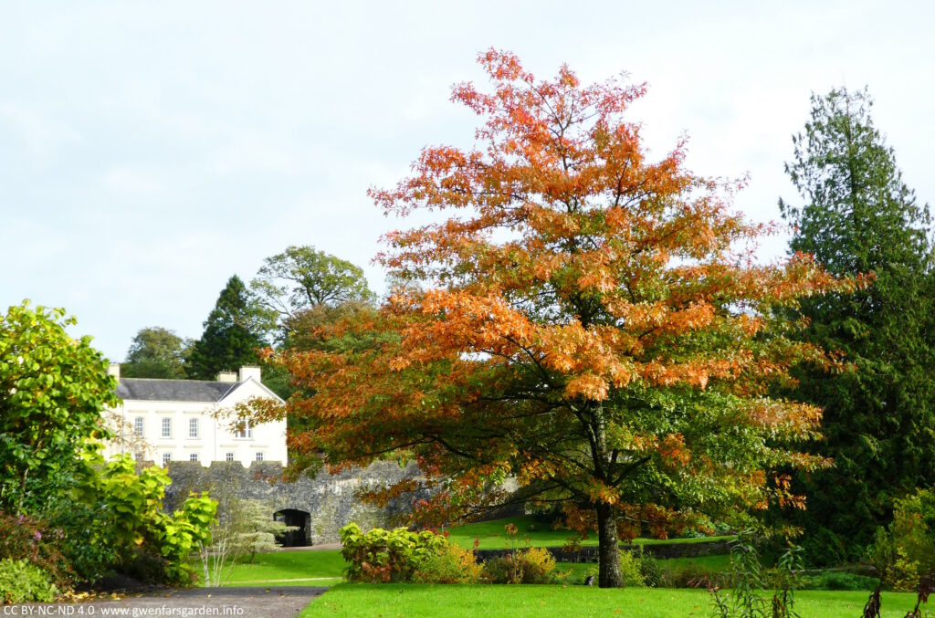 A large tree turning various shades of orange and looking bright and cheerful against the dull blue sky.