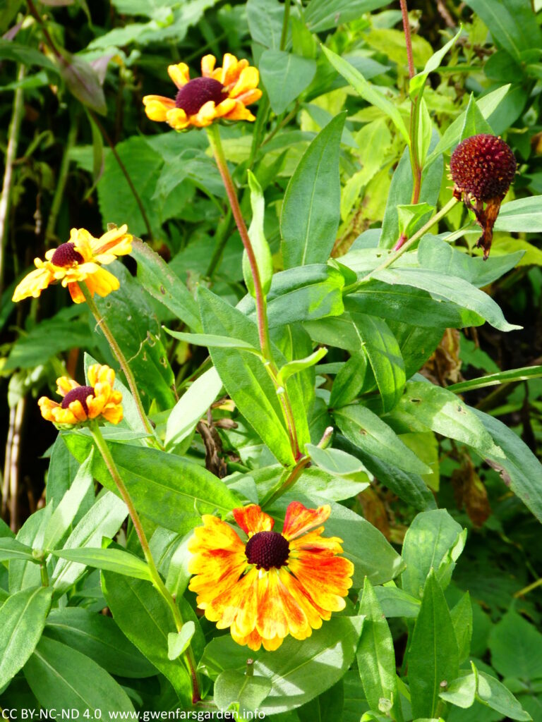 Several red-orange daisy-like flowers amongst green foliage.