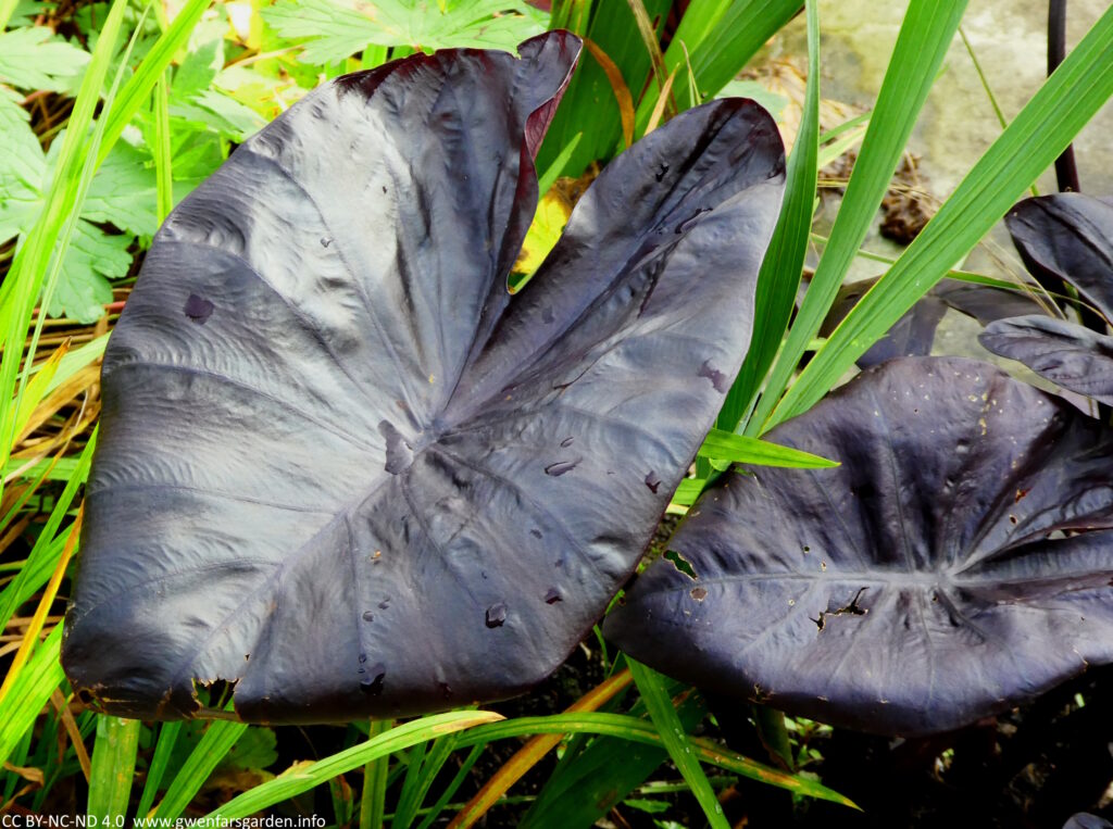 A large dark aubergine coloured leaf amongst other green foliage. It shimmers in the light and a single leaf is larger than a persons hand.