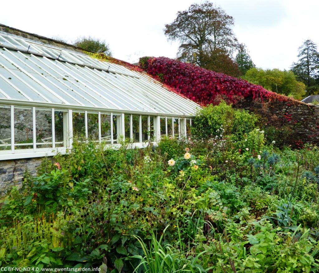 A large old Victorian greenhouse, with lots of plants in front of it, mostly green, and with bright burgundy reds of the Virginia Creeper behind.