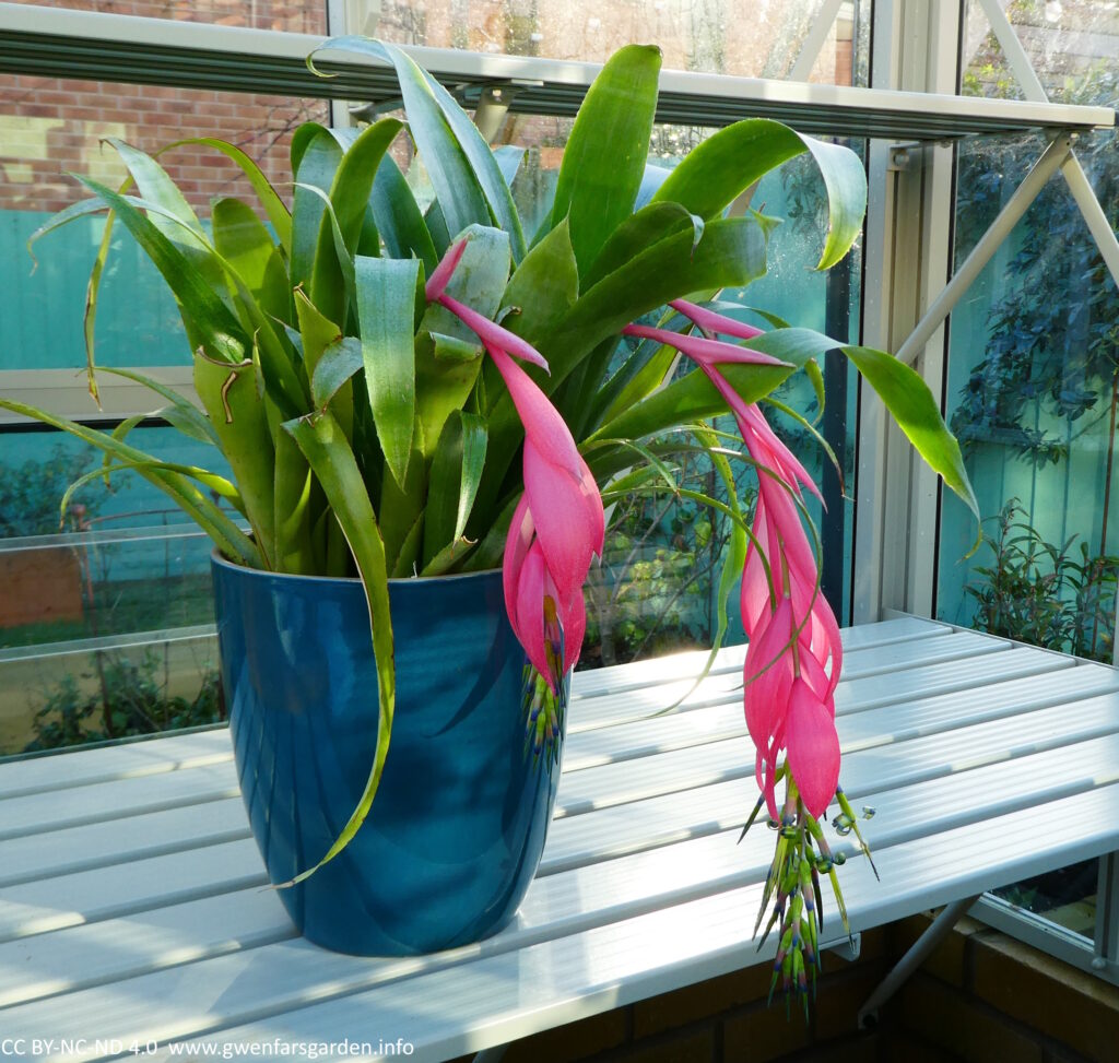 A catcus-like perennial in a dark teal pot. The green leaves form funnels that are about 1.5cms wide and around 60cms high, and this one has 3 flower spikes coming out of the centre of 3 funnels. The flowers are a pale to strong pink colour, with reflexed, purple-edged, green tepals that extend from the flower.